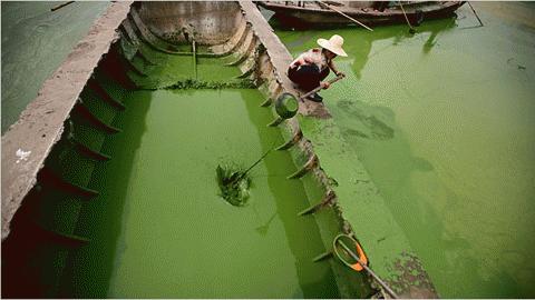 Một phụ nữ Trung Quốc bơi thuyền trên dòng nước ô nhiễm (Ảnh: Yasmin’s Water Resources Blog)