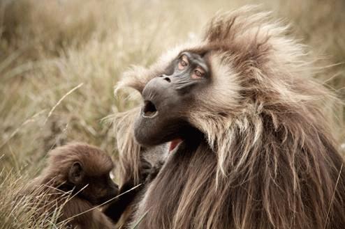 Một con khỉ đầu chó trên cao nguyên Gaussa ở  Ethiopia đang thích thú vì được chải lông