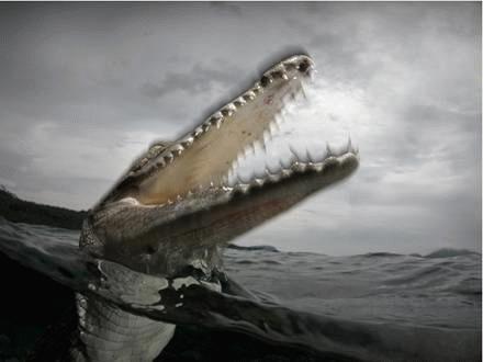 Con cá sấu nước mặn này đang tấn công chiếc camera. Viền mờ xung quanh cái hàm của nó cho thấy tốc độ tấn công nhanh như chớp của nó