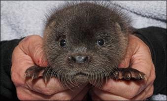 Chú rái cá Ron được cứu sống