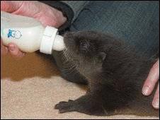 Ron đang được các nhân viên cứu hộ cho bú chai