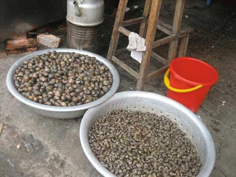 Mô tả ảnh.