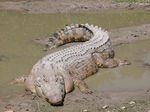 Cá sấu nước mặn vùng Ramree, Burma.