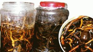 Rượu ngâm “thần dược”