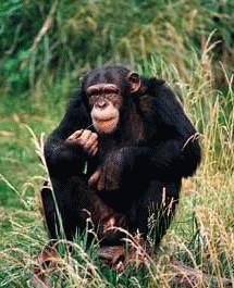 Tinh
tinh Bonobo