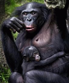 Tinh tinh Bonobo