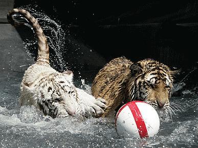 Hai hổ con chơi bóng dưới nước.