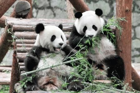 Gấu trúc lớn (The Giant Panda, có tên khoa học là Ailuropoda melanoleuca) đang ăn tre tại Sở thú Thượng Hải - Ảnh: Zhang jinqiao/Camera Press.