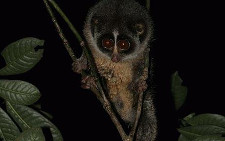 Hình ảnh đầu tiên về culi Horton Plains, loài linh trưởng quý hiếm bậc nhất thế giới. Ảnh: Telegraph.