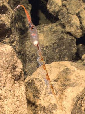 Trong lần lặn thứ 3 của thiết bị điều khiển từ xa ở miệng núi lửa khổng lồ vào 1/7, các nhà khoa học ghi lại hình ảnh một loài mực ống biển sâu rất lạ.