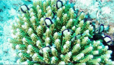 San hô Acropora cervicornis.