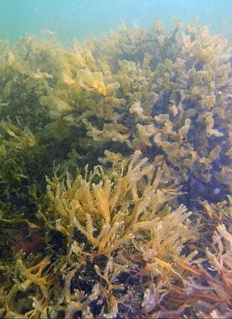 Rong biển Fucus radicans “đặc hữu” vùng biển Baltic được tin là sống cách đây khoảng 400 năm trước.