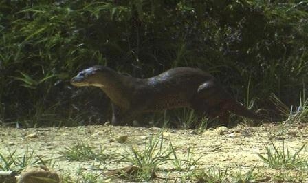 Cá thể trưởng thành rái cá lông mũi Lutra sumatrana - Ảnh: Andreas Wilting.