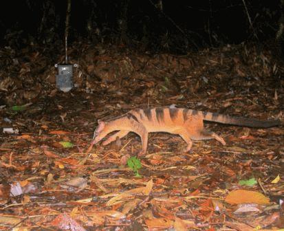 Cầy vằn nam Hemigalus derbyanus.