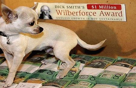 Chú chó Chihuahua trong chiến dịch quảng bá cho giải thưởng Dick Smith và các người đẹp quảng bá cho giải thưởng Wilberforce