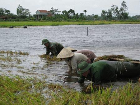 Người dân Quảng Nam tranh thủ gặt lúa để chạy bão.