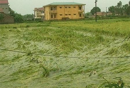 Hơn 3.000 ha lúa hè thu tại Quảng Bình bị ngập úng (Ảnh: Dantri)