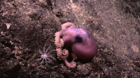 Độc đáo loài bạch tuộc màu tím mới phát hiện.