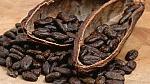 Giải mã 99% trình tự hệ gen của cây cacao