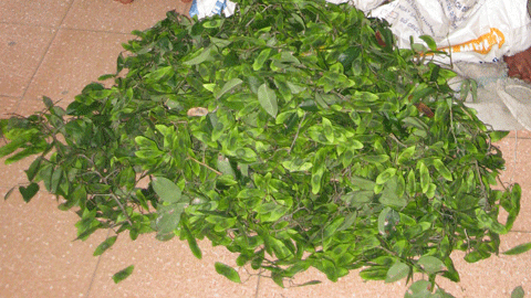 Mô tả ảnh.