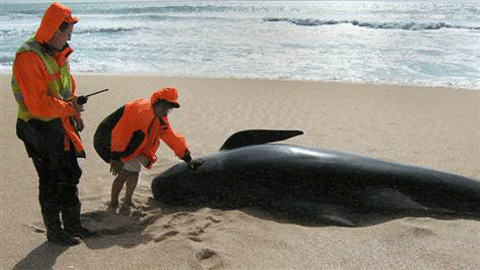 80 cá voi mắc cạn chất đống trên bãi biển