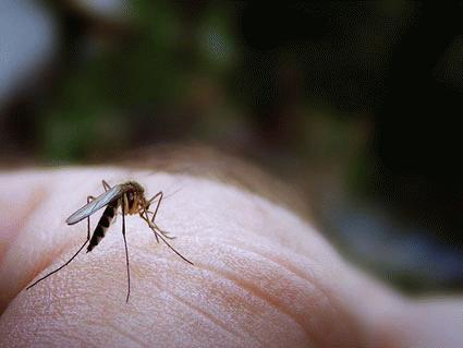 Ít muỗi có thể mang đến nhiều bệnh tật hơn!