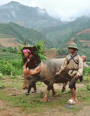 Mô tả ảnh.