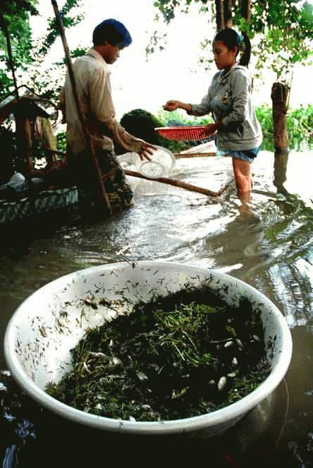 Búng Bình Thiên cá tôm cũng lèo tèo. Năm rồi, nơi này thành lập Chi hội nghề cá nhưng nay chỉ còn vài vài ba người khai thác.