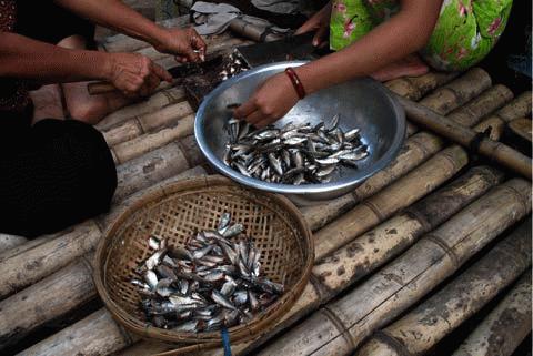 Con cá linh vốn rẻ bèo giờ lại thành của hiếm của người dân vùng lũ.