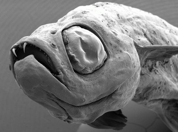 The Dracula Fish.jpg