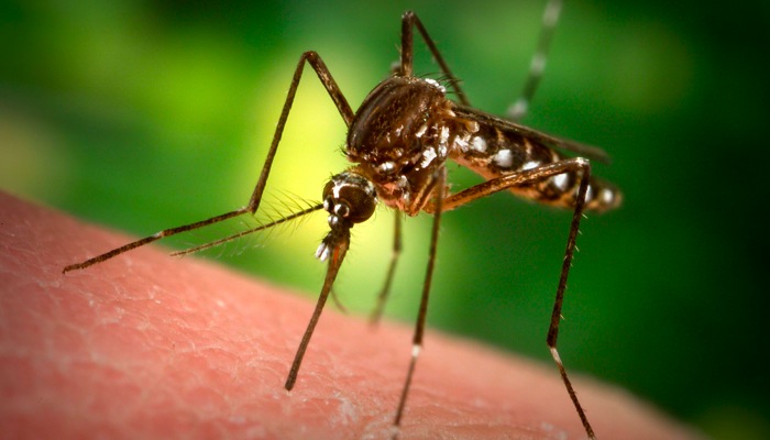 Tạo ra loài muỗi không có khả năng truyền bệnh