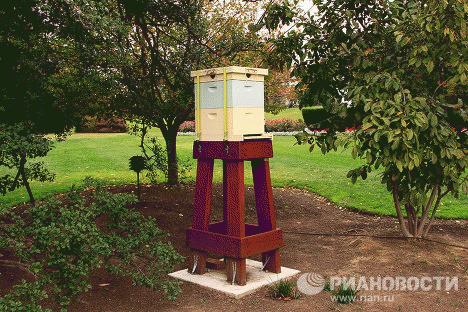 Và đây là tổ ong nổi tiếng nhất thế giới. đệ nhất phu nhân Michelle Obama có thể đãi quan khách nước ngoài món mật tươi thứ thiệt