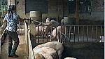 Ô nhiễm từ làng nuôi lợn lớn nhất miền Bắc